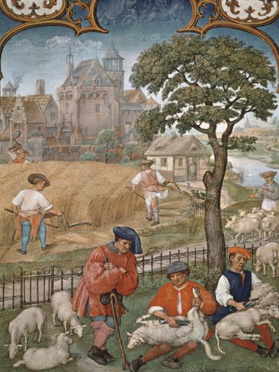 Fol.7v Le mois de juillet : Récolte et tonte des moutons, du Breviarium Grimani, vers 1515 - Flemish School
