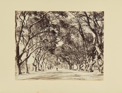 Caire, Allée de Choubra - Félix Bonfils