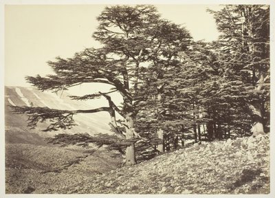 Cèdres du Liban, vers 1870 - Félix Bonfils