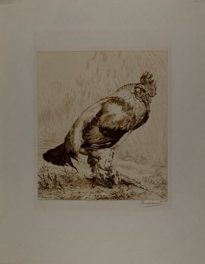 La vieille bite - Félix Henri Bracquemond