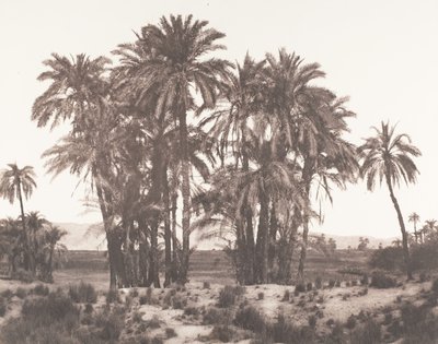 Karnak, Groupe de Dattiers Vu du Point A, 1851-52, imprimé 1853-54 - Félix Teynard