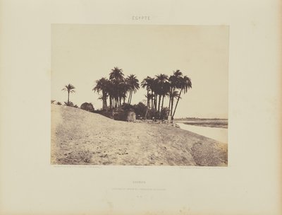 Louksor. Dattiers et Jardin de l