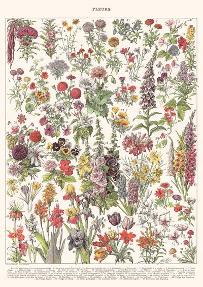 Fleur I - ÉDITION ASTER, 2023 - Florent Bodart