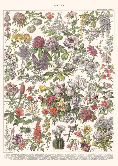 Fleurs II - ÉDITION ASTER, 2023 - Florent Bodart