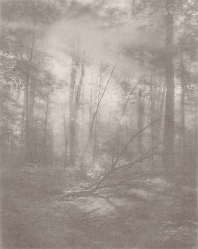 Jungle Brumeuse 2, 2024 - Florent Bodart