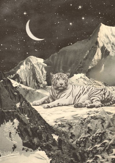 Grand tigre blanc dans les montagnes - Florent Bodart