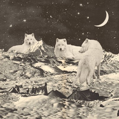 Trois grands loups blancs sur les montagnes - Florent Bodart