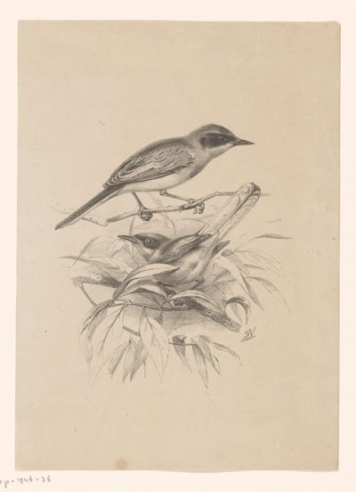 Deux petits oiseaux sur une branche - Floris Verster