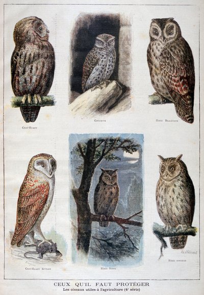 Oiseaux protégés et utiles à l