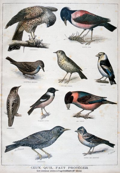 Oiseaux protégés et utiles à l