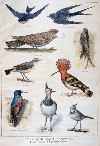 Oiseaux protégés et utiles à l