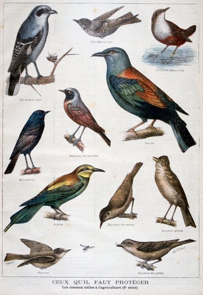 Oiseaux protégés et utiles à l