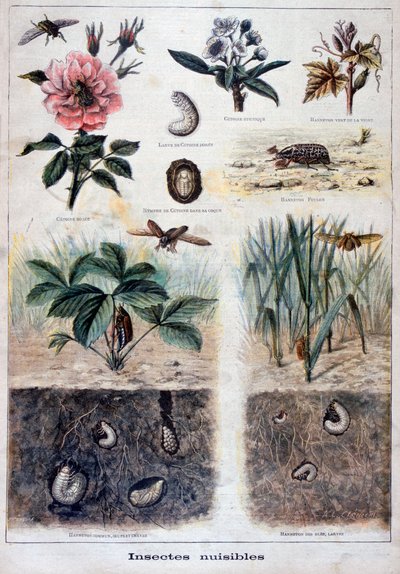 Insectes nuisibles, 1897 - Fortuné Méaulle