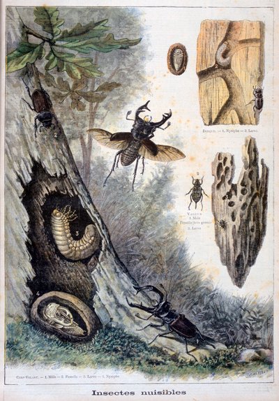 Insectes nuisibles, 1897 - Fortuné Méaulle