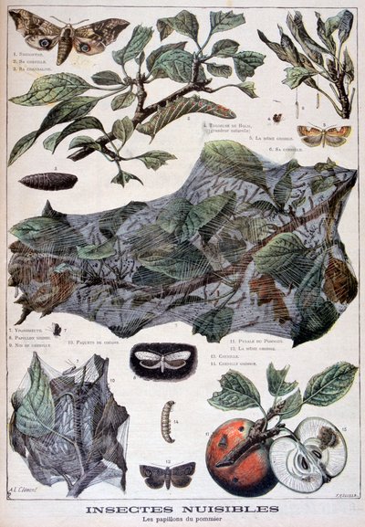 Insectes nuisibles : papillons de nuit qui endommagent les pommiers, 1897 - Fortuné Méaulle