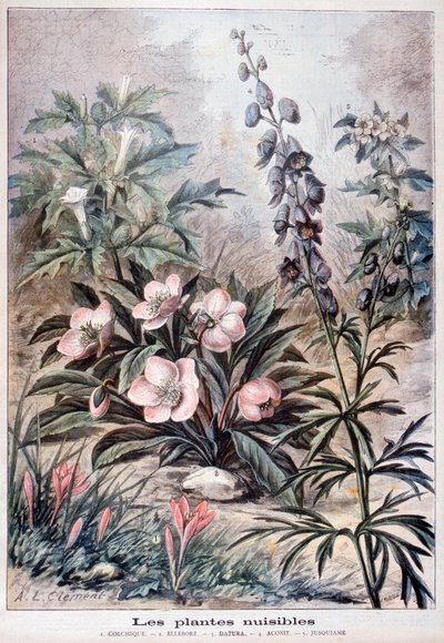 Plantes nuisibles, 1897 - Fortuné Méaulle