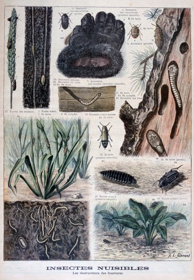 Insectes nuisibles aux fourrures, 1897 - Fortuné Méaulle