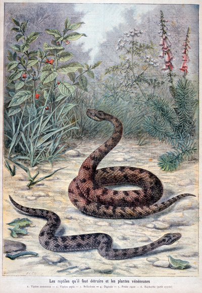 Serpents et plantes vénéneuses, 1897 - Fortuné Méaulle