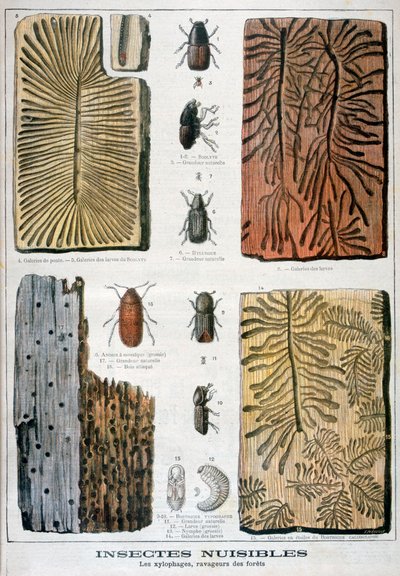 Insectes xylophages destructeurs des forêts, 1897 - Fortuné Méaulle