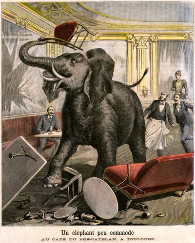 Un éléphant inconfortable : le pachyderme s