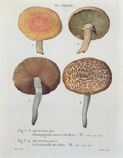 Hypodendrums fagi et queris, planche 138 de 