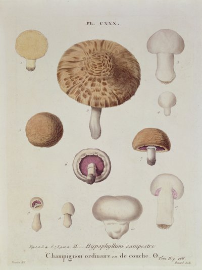 Hypophyllum campestre ou le champignon des champs, planche 130 de 
