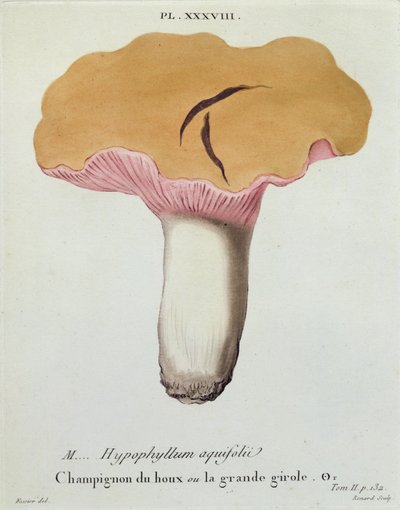 Hyprophyllum aquifolii, planche 38 de 