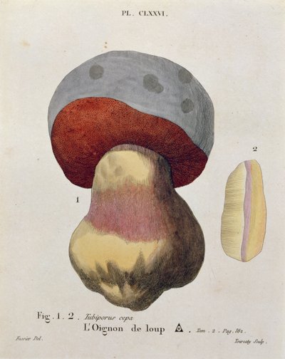 Tubiporus cepa, planche 176 de 