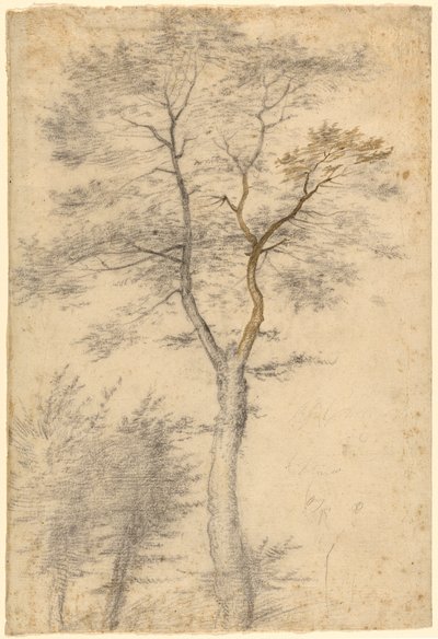 Trois études sur les arbres - Fra Bartolommeo (Baccio della Porta)