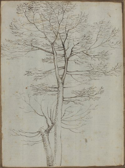 Arbre nu [verso] - Fra Bartolommeo