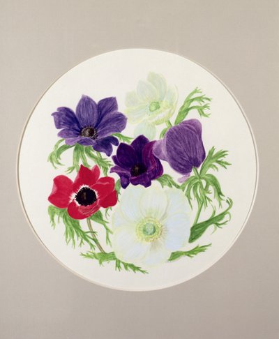 Anémones - Frances Buckland