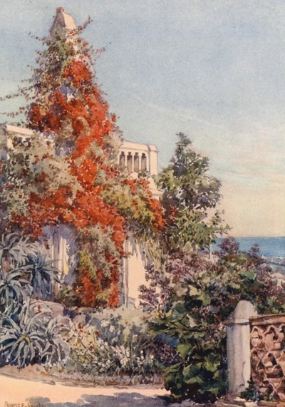 Bougainvillier, Alger - Frances Nesbitt