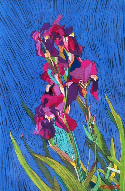 Iris - Frances Treanor