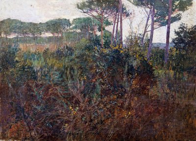 Forêts de pins à Torre del Lago - Francesco Fanelli