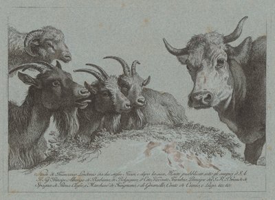 Étude de têtes : Trois chèvres, un bœuf et un bélier - Francesco Londonio