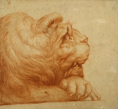 Tête de lion de profil - Francesco de Rossi Salviati Cecchino