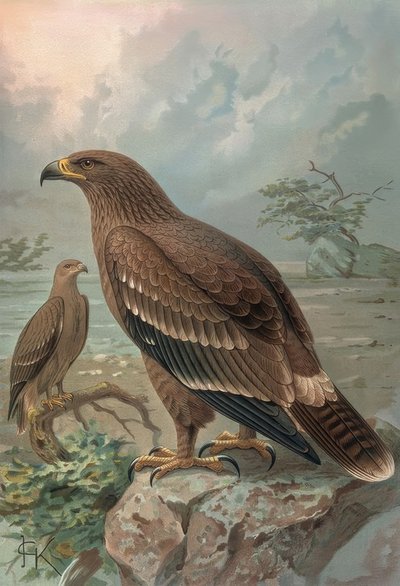 Aigle du Népal - Femelles - Francia