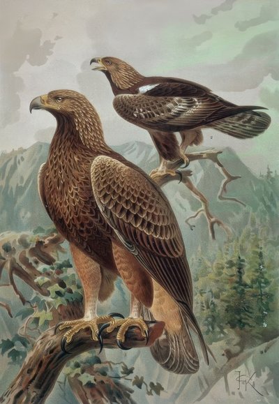 Aigle doré - mâle adulte (1) et femelle (2) Aquila chrysaetos - Francia