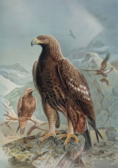Gravure - Aigle sauvage ou léonard - Femelle adulte et jeune - Francia