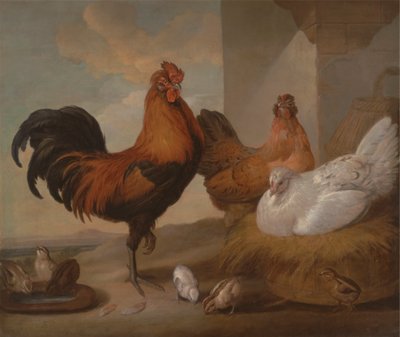 Coq domestique, poules et poussins - Francis Barlow