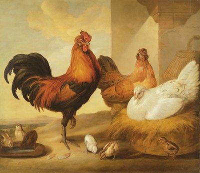 Coq domestique, poules et poussins - Francis Barlow