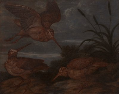 Bécasse au crépuscule - Francis Barlow