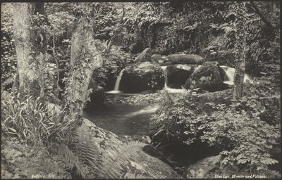 Glen Lyn, ruisseau et feuillage - Francis Bedford