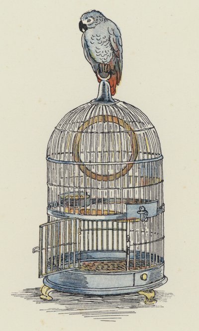 Perroquet assis sur sa cage (lithographie couleur) - Francis Donkin Bedford