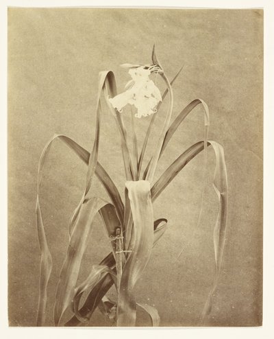 [Fleurs] - Francis Edmond Currey