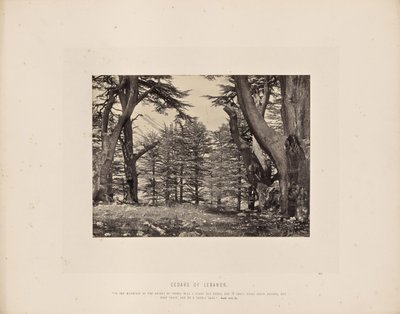 Cèdres du Liban - Francis Frith