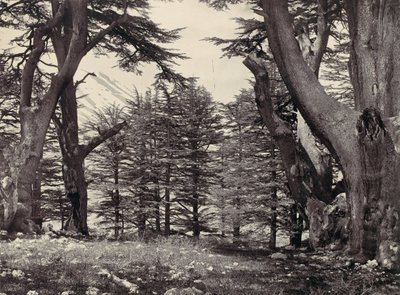 Cèdres du Liban, vers 1857 - Francis Frith