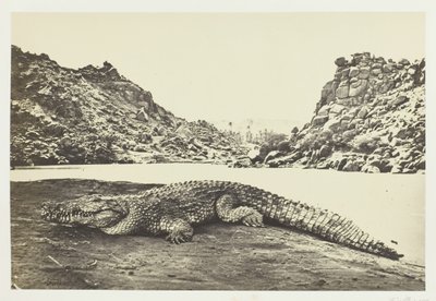 Crocodile sur un banc de sable, 1857 - Francis Frith