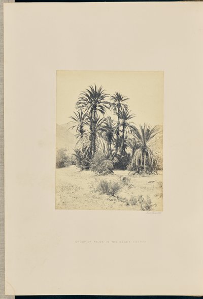 Groupe de palmiers dans le Wadee Feyran - Francis Frith