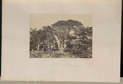 Le plus grand des cèdres, le Mont-Liban - Francis Frith
